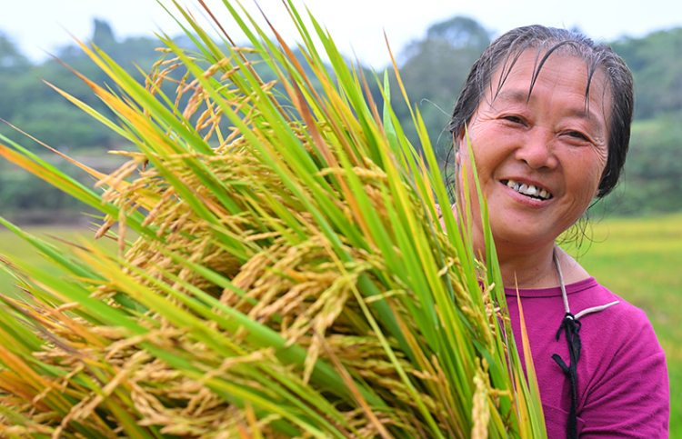 眉山仁寿：再生稻 迎丰收_fororder_2025年10月26日，在眉山市仁寿县慈航镇观音社区，村民在收获再生稻。04-(2)