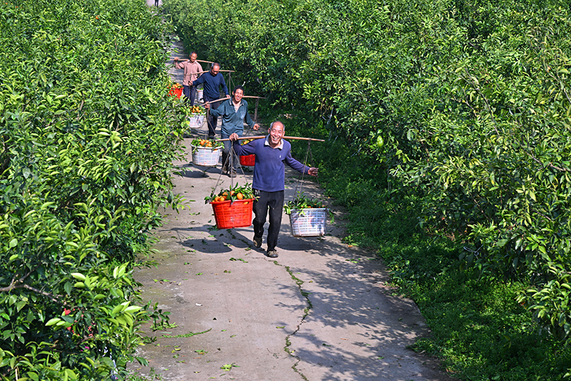 眉山仁寿：晚熟柑橘 助农增收_fororder_2025年4月8日，在四川省眉山市仁寿县普宁街道镇山社区，果农们正在搬运柑橘。7