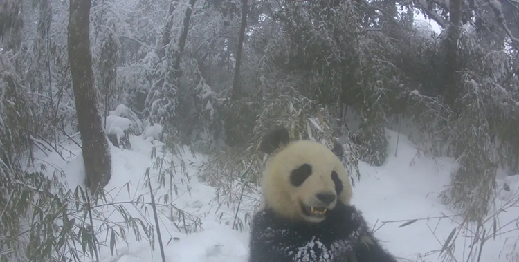 图片默认标题_fororder_雪地上正在玩耍的大熊猫-供图-大熊猫国家公园成都管理分局