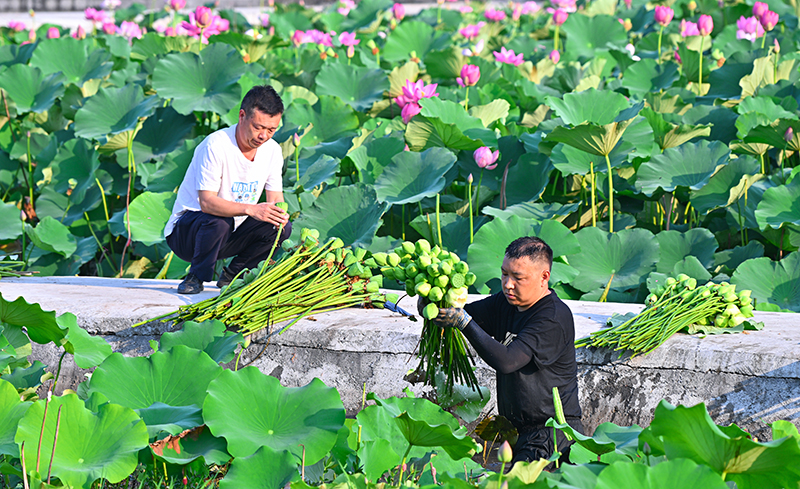 眉山仁寿：荷香满塘采收忙_fororder_2025年6月13日，四川省眉山市仁寿县方家镇水池村的村民正在整理莲蓬。图7
