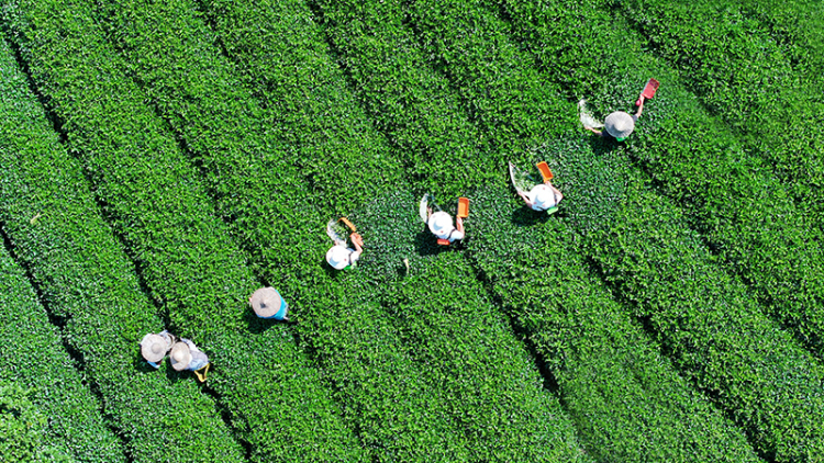 夏秋茶下树率95% 宜宾高县茶产业交出“量质双优”成绩单_fororder_高县可久镇高岭村茶农正在采摘夏秋茶-供图-高县融媒体中心