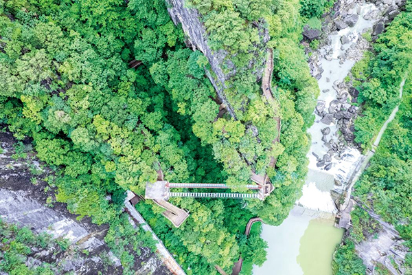 从一棵树探寻秀美巴中生态密码_fororder_图片-1