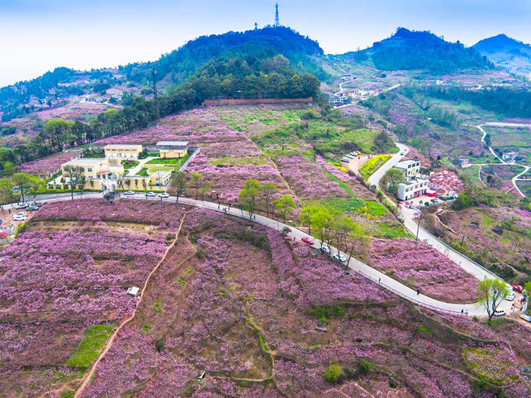 图片默认标题_fororder_往年龙泉山上桃花开盛景-供图--成都市龙泉驿区委宣传部