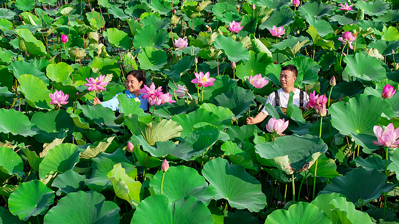 眉山仁寿：荷香满塘采收忙_fororder_2025年6月13日，四川省眉山市仁寿县方家镇水池村的村民正在采收荷花。图9-(2)