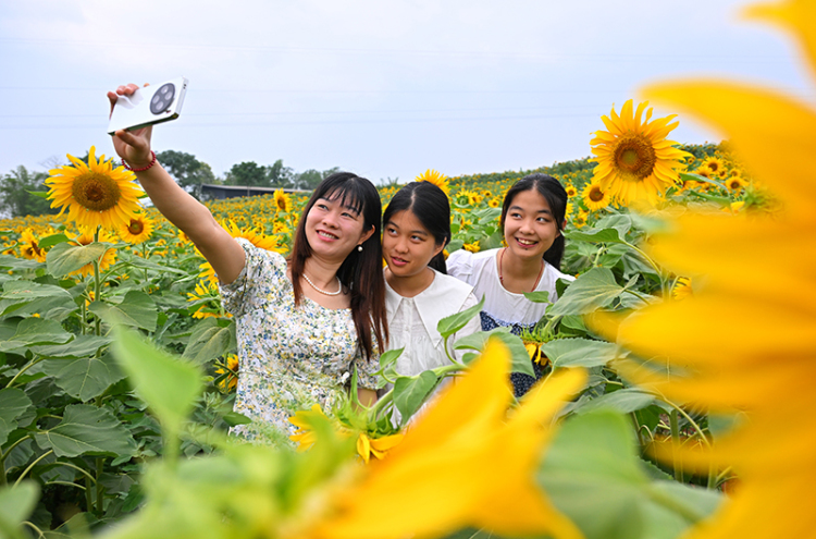 眉山仁寿：葵花朵朵开 美景引客来_fororder_2025年6月7日，在四川省眉山市仁寿县钟祥钟青石社区，游客在向日葵花田赏花拍照。03-(1)