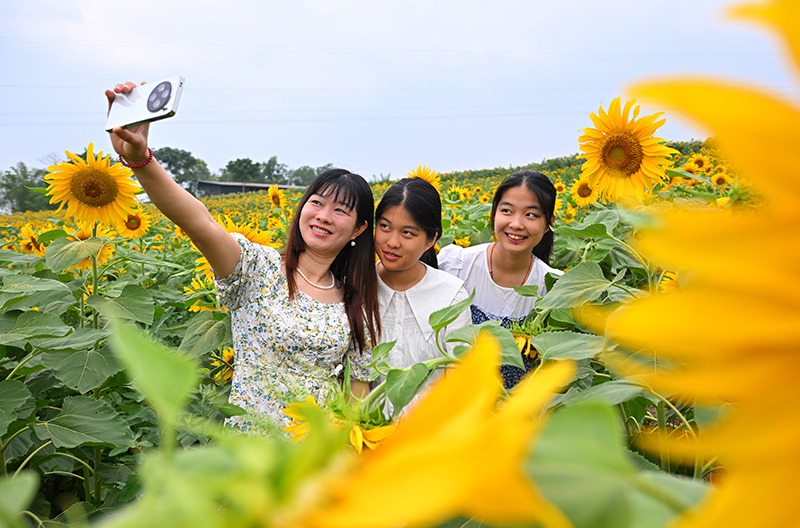 眉山仁寿：葵花朵朵开 美景引客来_fororder_2025年6月7日，在四川省眉山市仁寿县钟祥钟青石社区，游客在向日葵花田赏花拍照。03-(1)
