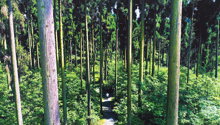 探寻森林里的“碳库”宝藏——四川“天府森林碳库”的建设之路-国际在线