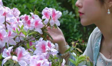 视听四川 百部川扬｜花开江油处处新_fororder_花开江油