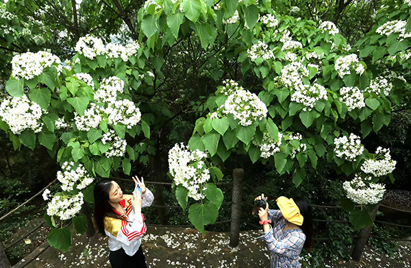 眉山仁寿：邂逅一场花海 领略“诗与远方”的乡村魅力_fororder_打卡的游客-(5)