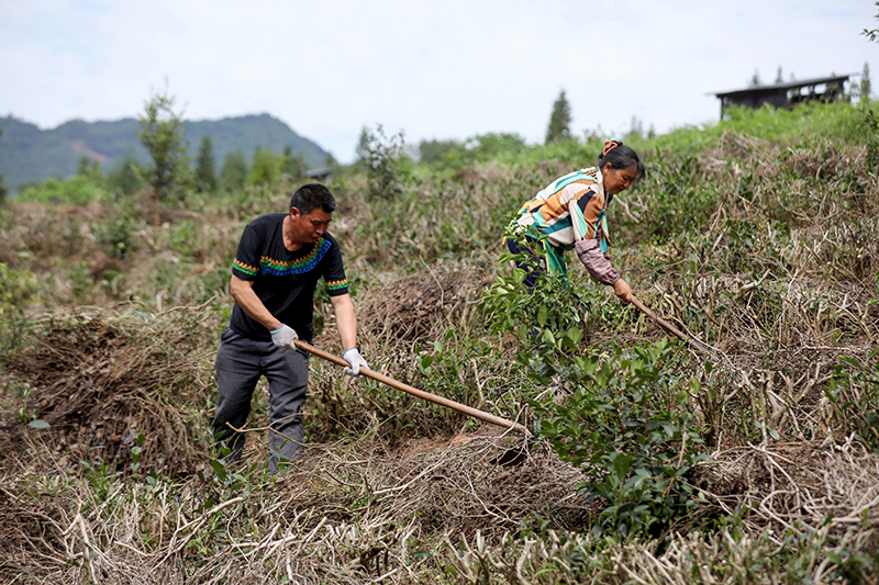 四川马边：“茶旅融合”共绘民族团结新画卷_fororder_0611_2