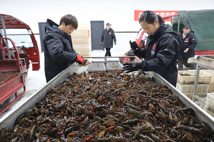 助力稻虾产业发展 宜宾兴文县川南小龙虾集散中心建成投用_fororder_集散中心员工正在进行小龙虾分拣筛选工作-供图-兴文县委宣传部
