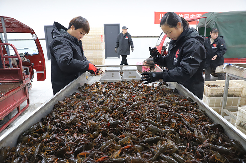 助力稻虾产业发展 宜宾兴文县川南小龙虾集散中心建成投用_fororder_集散中心员工正在进行小龙虾分拣筛选工作-供图-兴文县委宣传部