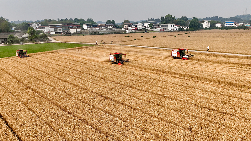眉山仁寿：“麦客”入川助丰收_fororder_2025年5月18日，在四川省眉山市仁寿县珠嘉镇棚村村，来自江苏的农机手正驾驶收割机收获小麦。图12