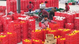 眉山仁寿：柑橘飘香 出口忙