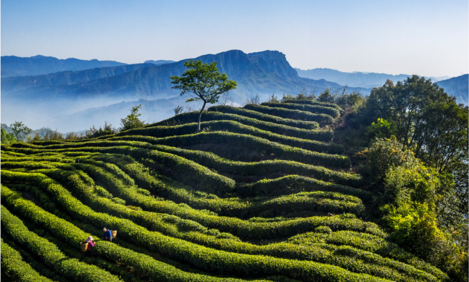 Leshan y Burgos Están Unidos a través de Su Patrimonio Mundial_fororder_茶山