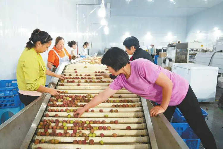 泸州合江荔枝卖到了北美洲_fororder_工人们按照严格的标准对荔枝进行分级（合江县融媒体中心供稿）
