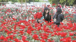 成都玫瑰花田解锁春日浪漫