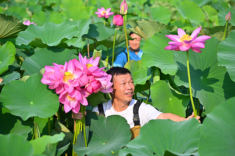 眉山仁寿：荷香满塘采收忙_fororder_2025年6月13日，四川省眉山市仁寿县方家镇水池村的村民正在采收荷花。图9-(1)