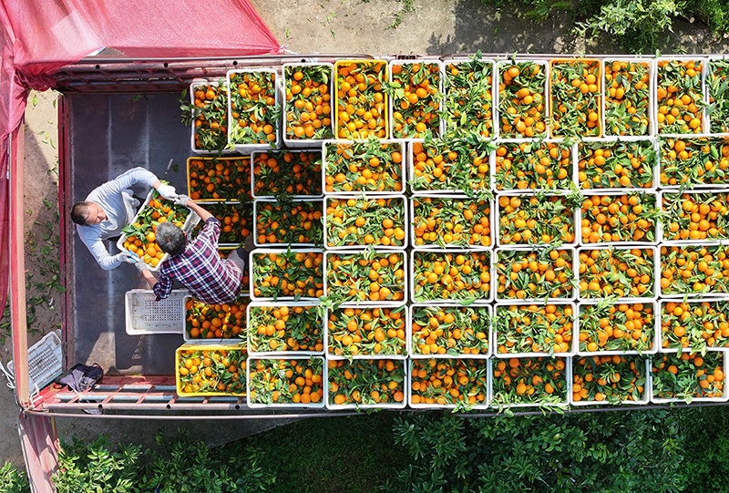 眉山仁寿：晚熟柑橘 助农增收_fororder_2025年4月8日，在四川省眉山市仁寿县普宁街道镇山社区，果农们正在将柑橘装车。11-(1)