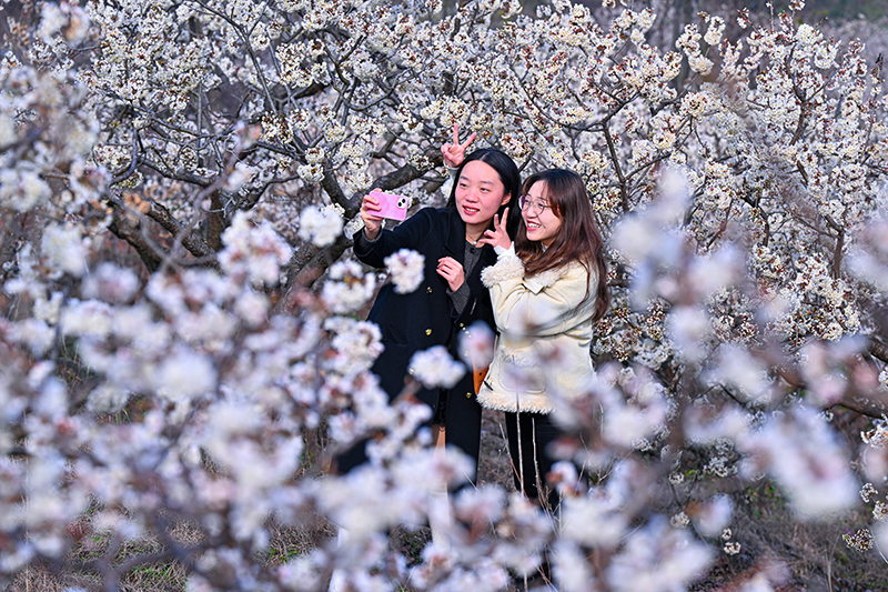 图片默认标题_fororder_2月28日，仁寿县怀仁街道吊庆社区的4200亩樱桃花竞相开放，吸引众多游客前来赏花、拍照。-图1