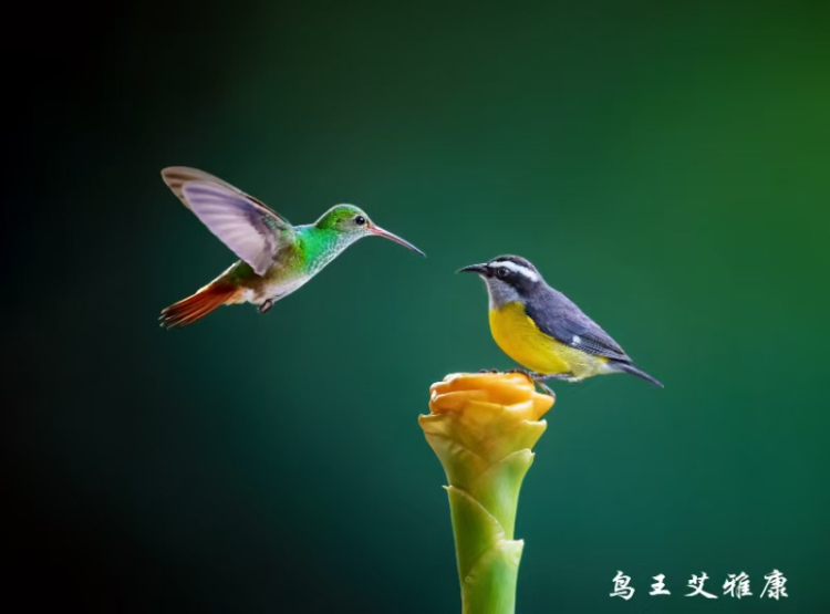万物共生 美美与共 第七届“艾雅康世界爱鸟节”举行_fororder_微信图片_20250617193042