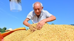 眉山仁寿：稻谷黄 收获忙