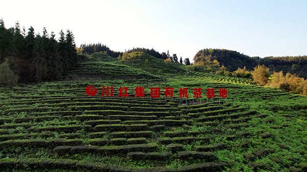 2025全国红茶科技创新与产业创新融合发展大会即将在宜宾拉开帷幕_fororder_川红集团有机茶基地-供图-五粮液集团3