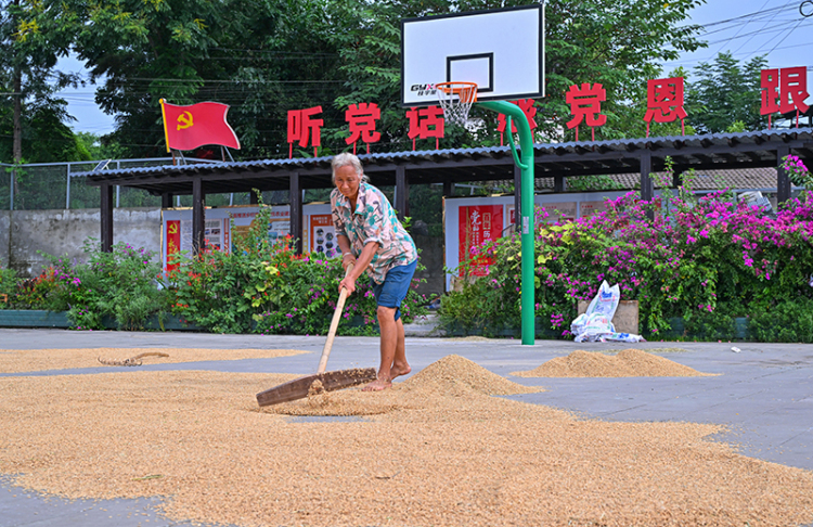眉山仁寿：村委院坝变“晒粮场”_fororder_2025年8月26日，在四川省眉山市仁寿县富加镇奋斗村，村民正在村委会院坝里翻晒稻谷。-(2)