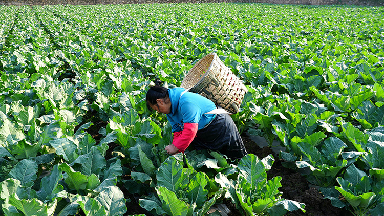 宜宾高县首批优质蔬菜直供香港