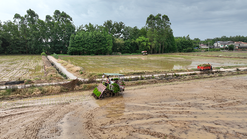 眉山丹棱：机械人工齐上阵 农田“披绿装”_fororder_机械化插秧