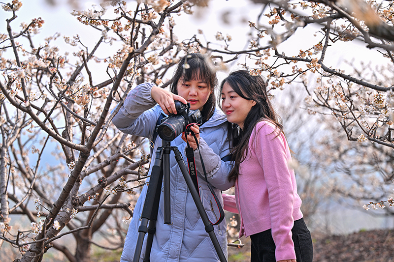 图片默认标题_fororder_2月28日，仁寿县怀仁街道吊庆社区的4200亩樱桃花竞相开放，吸引众多游客前来赏花、拍照。-图10