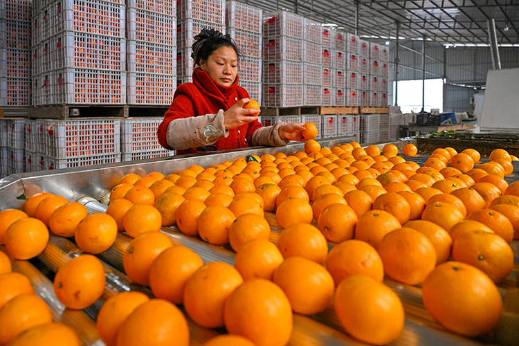 图片默认标题_fororder_村民正在查看销往市场的柑橘