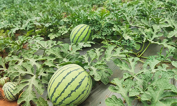 自贡市贡井区五宝镇西瓜种植基地丰收忙_fororder_2西瓜丰收