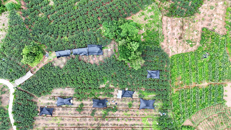 “椒”香四溢“麻”劲十足 眉山洪雅3.5万亩藤椒进入采收季_fororder_椒农们在藤椒地里扎上帐篷，给藤椒去叶、剥离