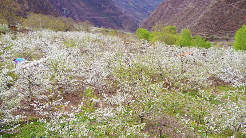 阿坝州九寨沟县黑河镇千余亩樱桃花迎来盛开季_fororder_图片-1