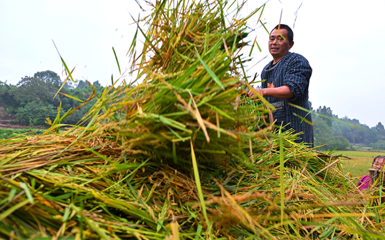 眉山仁寿：再生稻 迎丰收_fororder_2025年10月26日，在眉山市仁寿县慈航镇观音社区，村民在转运收获的再生稻。03