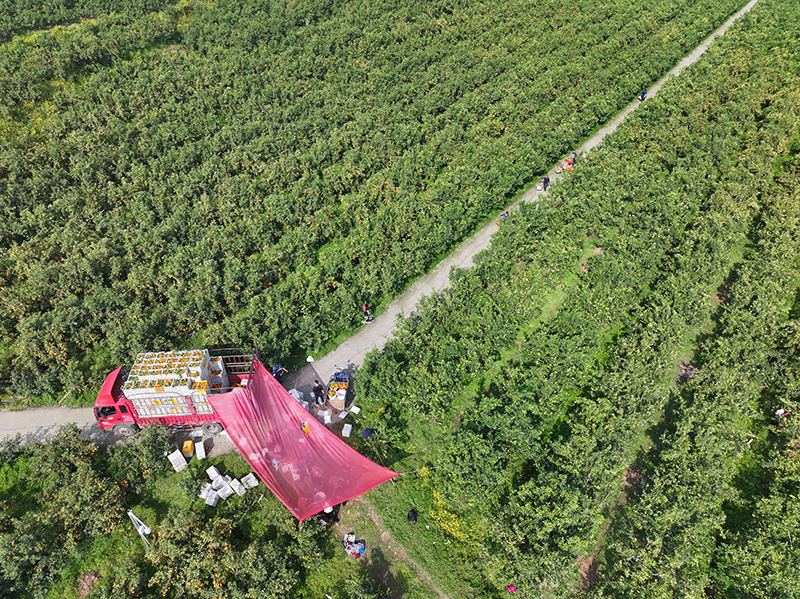 眉山仁寿：晚熟柑橘 助农增收_fororder_2025年4月8日，在四川省眉山市仁寿县普宁街道镇山社区，果农们正在采摘柑橘。3-(1)