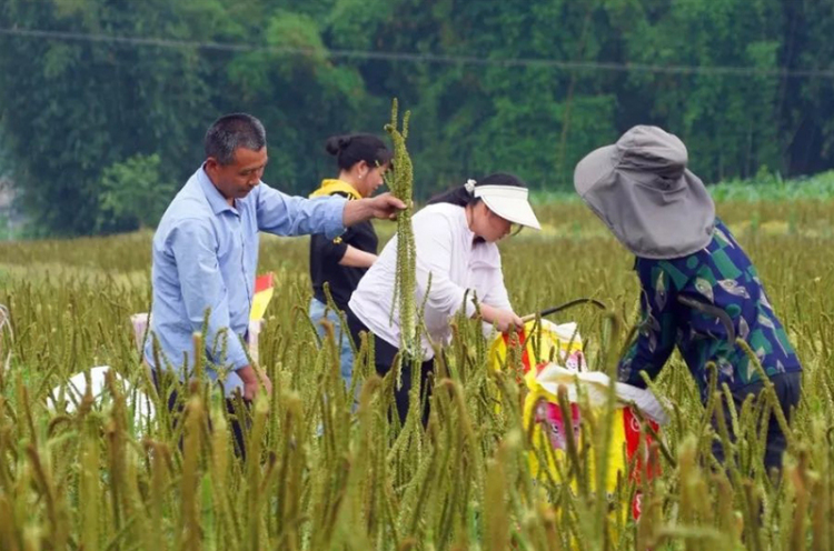 宜宾江安县大妙镇胜利村车前子迎来丰收_fororder_村民在收割车前子-供图-江安县融媒体中心
