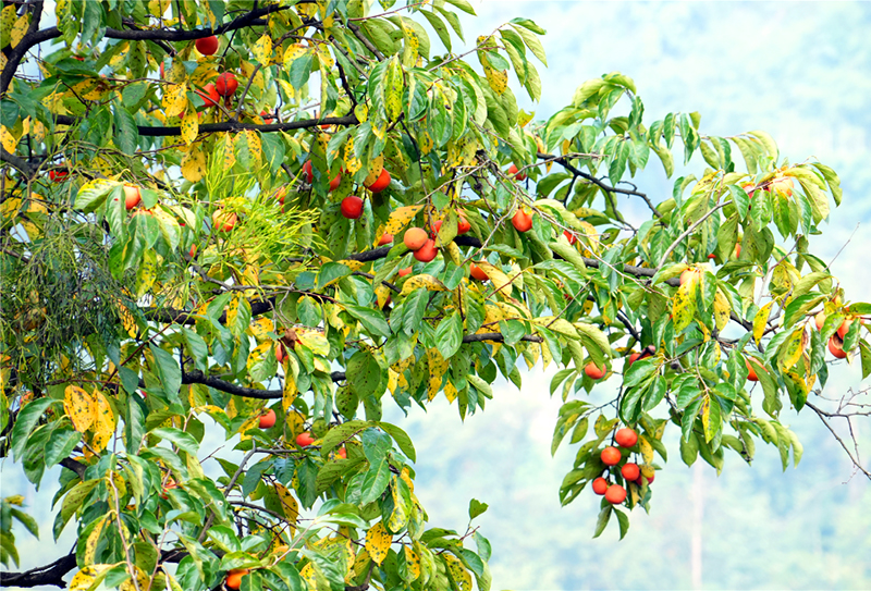 宜宾江安县的柿子红了 红岩村秋日限定采摘邀约_fororder_成熟的柿子-供图-江安县融媒体中心