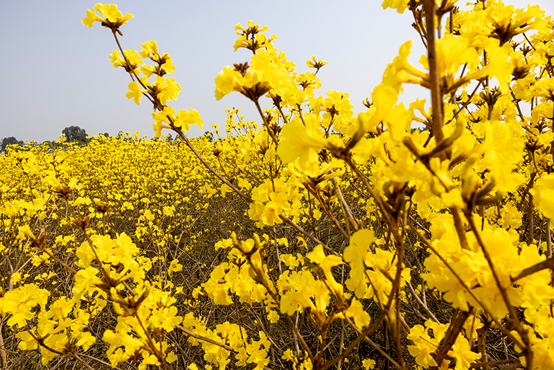 眉山东坡：黄花风铃绽放春意浓_fororder_绽放的黄花风铃-摄影-侯建明