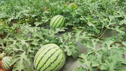 自贡市贡井区五宝镇西瓜种植基地丰收忙