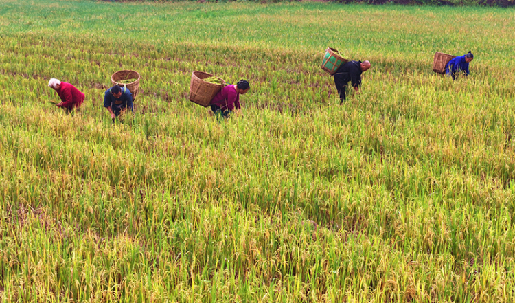 眉山仁寿：再生稻 迎丰收_fororder_2025年10月26日，在眉山市仁寿县慈航镇观音社区，村民在收获再生稻。04-(1)