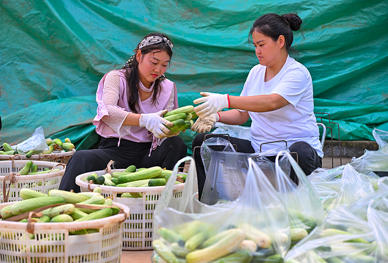 眉山仁寿：蔬菜丰收 助农增收_fororder_2025年10月10日，在四川省眉山市仁寿县谢安镇三顾村的蔬菜种植基地里，村民们正在打包销往成都的新鲜蔬菜。-(1)