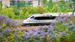 蓝花楹绽放 成都满城梦幻紫