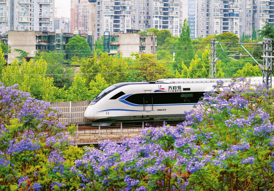 蓝花楹绽放 成都满城梦幻紫