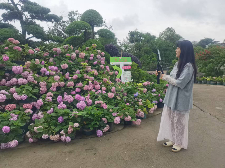时代光影 百部川扬丨农民企业家数十年坚守与创新 走出农文旅融合乡村振兴路_fororder_陈燕萍在直播-摄影-冯巧凤