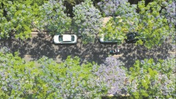 蓝花楹盛放 街头邂逅蓝紫色浪漫