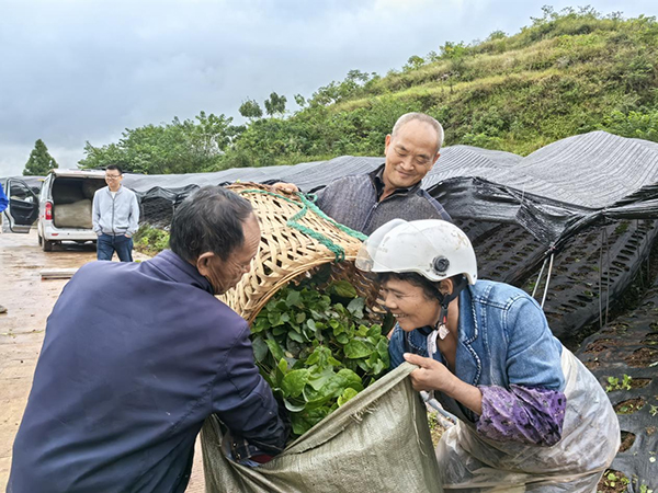 亩产400公斤 资阳首个淫羊藿种植基地迎来丰收季_fororder_图片-2
