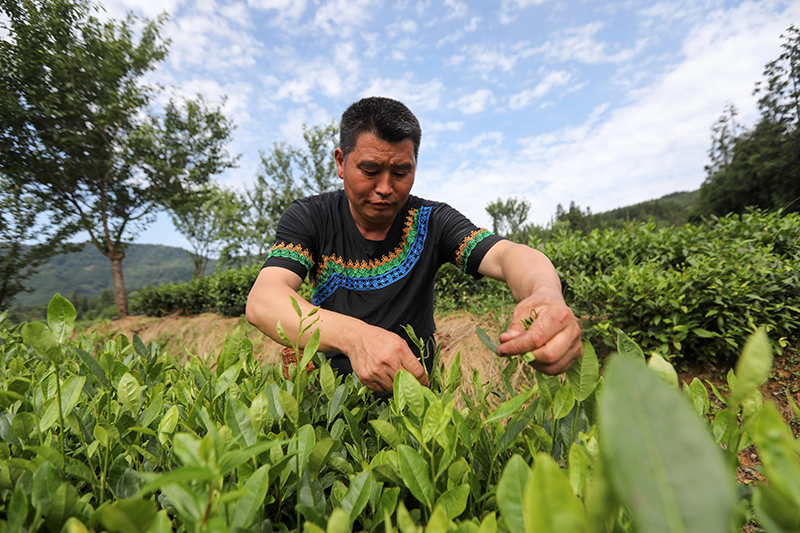 四川马边：“茶旅融合”共绘民族团结新画卷_fororder_0611_1