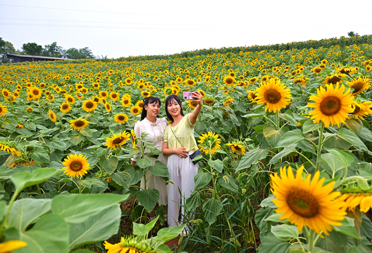 眉山仁寿：葵花朵朵开 美景引客来_fororder_2025年6月7日，在四川省眉山市仁寿县钟祥钟青石社区，游客在向日葵花田赏花拍照。04